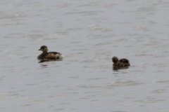 Tachybaptus ruficollis
