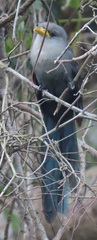 Ceuthmochares australis