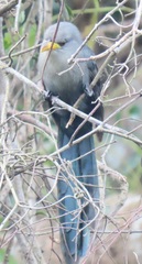 Ceuthmochares australis