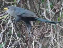 Ceuthmochares australis