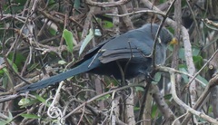 Ceuthmochares australis