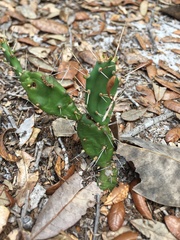 Opuntia drummondii