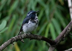 Ficedula superciliaris