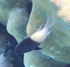 Pycnochromis dimidiatus