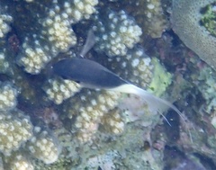 Pycnochromis dimidiatus