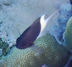 Pycnochromis dimidiatus