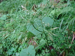 Chaerophyllum hirsutum