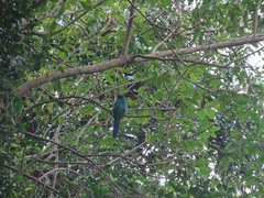 Apaloderma narina narina