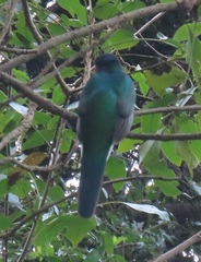 Apaloderma narina narina