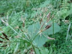 Chaerophyllum hirsutum
