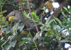 Ceuthmochares australis