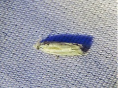 Eucosma pallidicostana