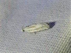 Eucosma pallidicostana