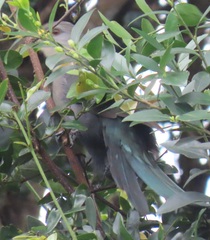 Ceuthmochares australis