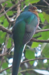 Apaloderma narina narina