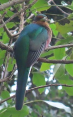 Apaloderma narina narina