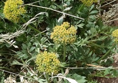 Lomatium latilobum