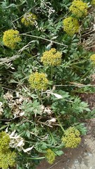 Lomatium latilobum