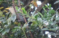 Ceuthmochares australis
