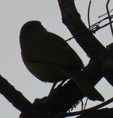 Telophorus sulfureopectus similis