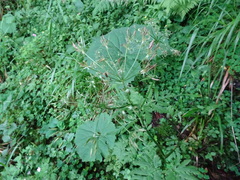 Chaerophyllum hirsutum