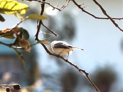 Polioptilidae