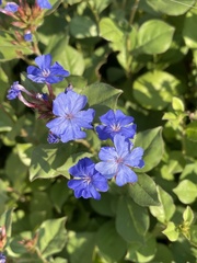 Ceratostigma plumbaginoides