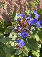 Ceratostigma plumbaginoides