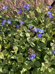 Ceratostigma plumbaginoides