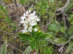 Veronica subalpina