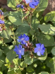 Ceratostigma plumbaginoides