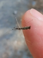 Empicoris vagabundus