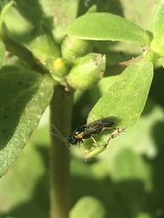 Schizocerella pilicornis