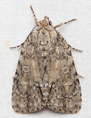 Acronicta immodica