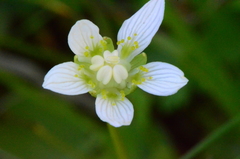 Parnassia palustris