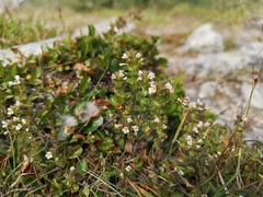 Euphrasia frigida