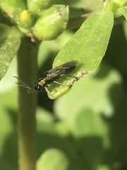 Schizocerella pilicornis
