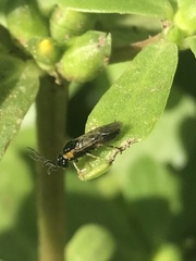 Schizocerella pilicornis