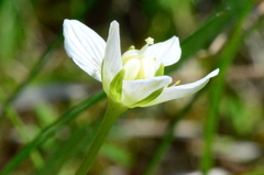 Parnassia palustris