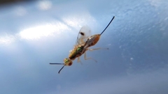 Bootanomyia dorsalis