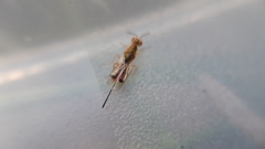 Bootanomyia dorsalis