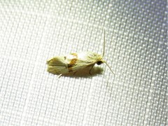 Cochylis caulocatax