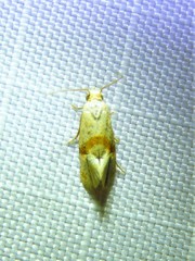 Cochylis caulocatax