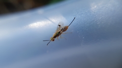 Bootanomyia dorsalis