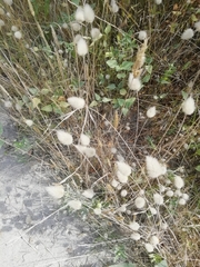 Lagurus ovatus