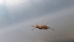 Bootanomyia dorsalis