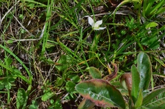 Parnassia palustris