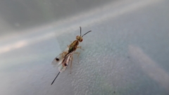 Bootanomyia dorsalis