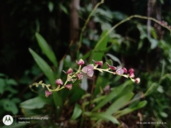 Stelis oaxacana