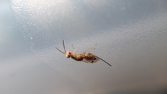 Bootanomyia dorsalis